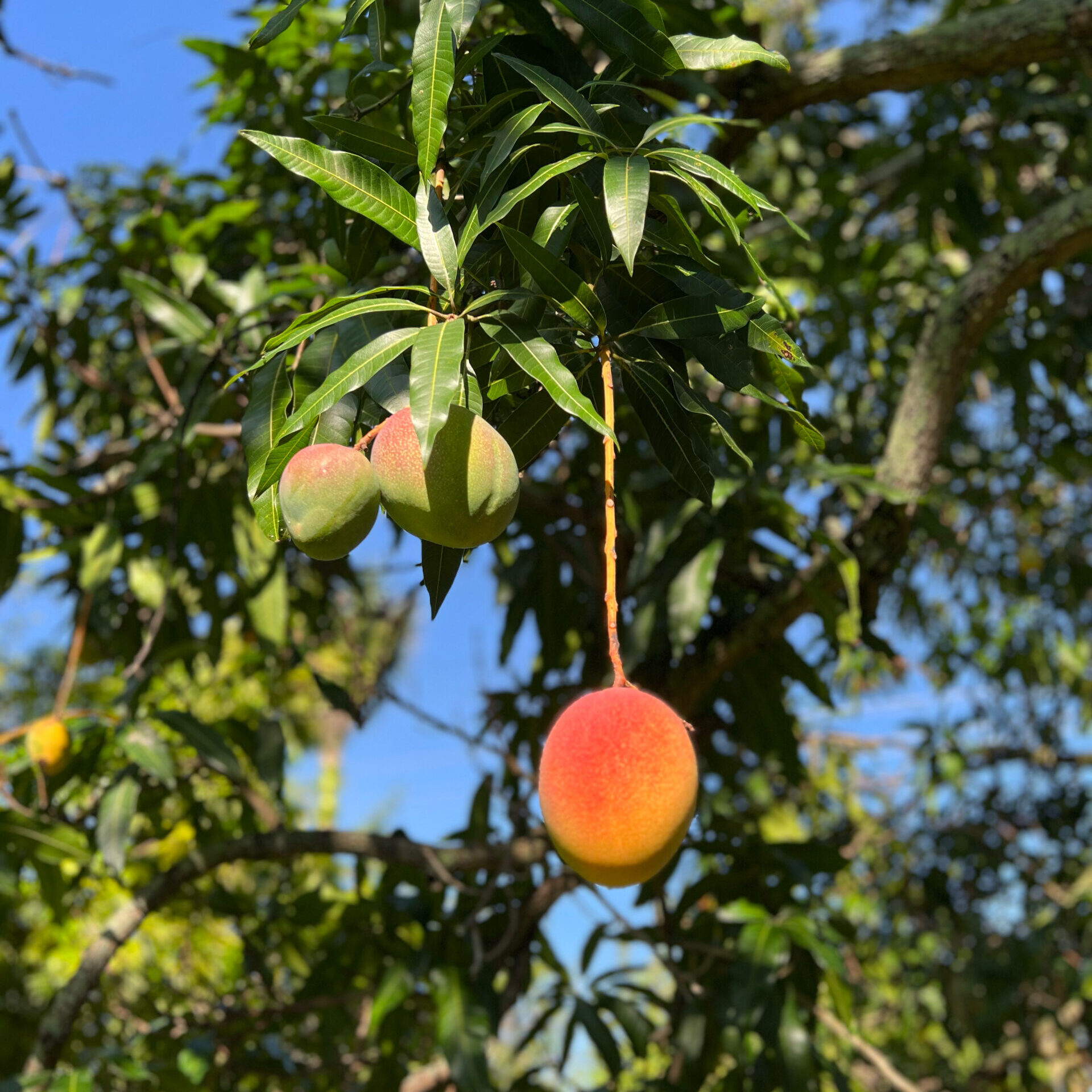 mango tree